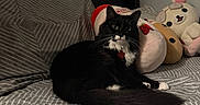 Oreo is registered to the contest to win money with this photo: animal, bear_plush, bed, bedroom, black_and_white_cat, cat, comforter, cozy, cute, feline, gray, indoor, pet, plush_toys, relaxed, resting, soft_toys, strawberry_plush, striped_pattern, stuffed_animals