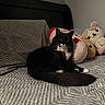 animal, bear_plush, bed, bedroom, black_and_white_cat, cat, comforter, cozy, cute, feline, gray, indoor, pet, plush_toys, relaxed, resting, soft_toys, strawberry_plush, striped_pattern, stuffed_animals