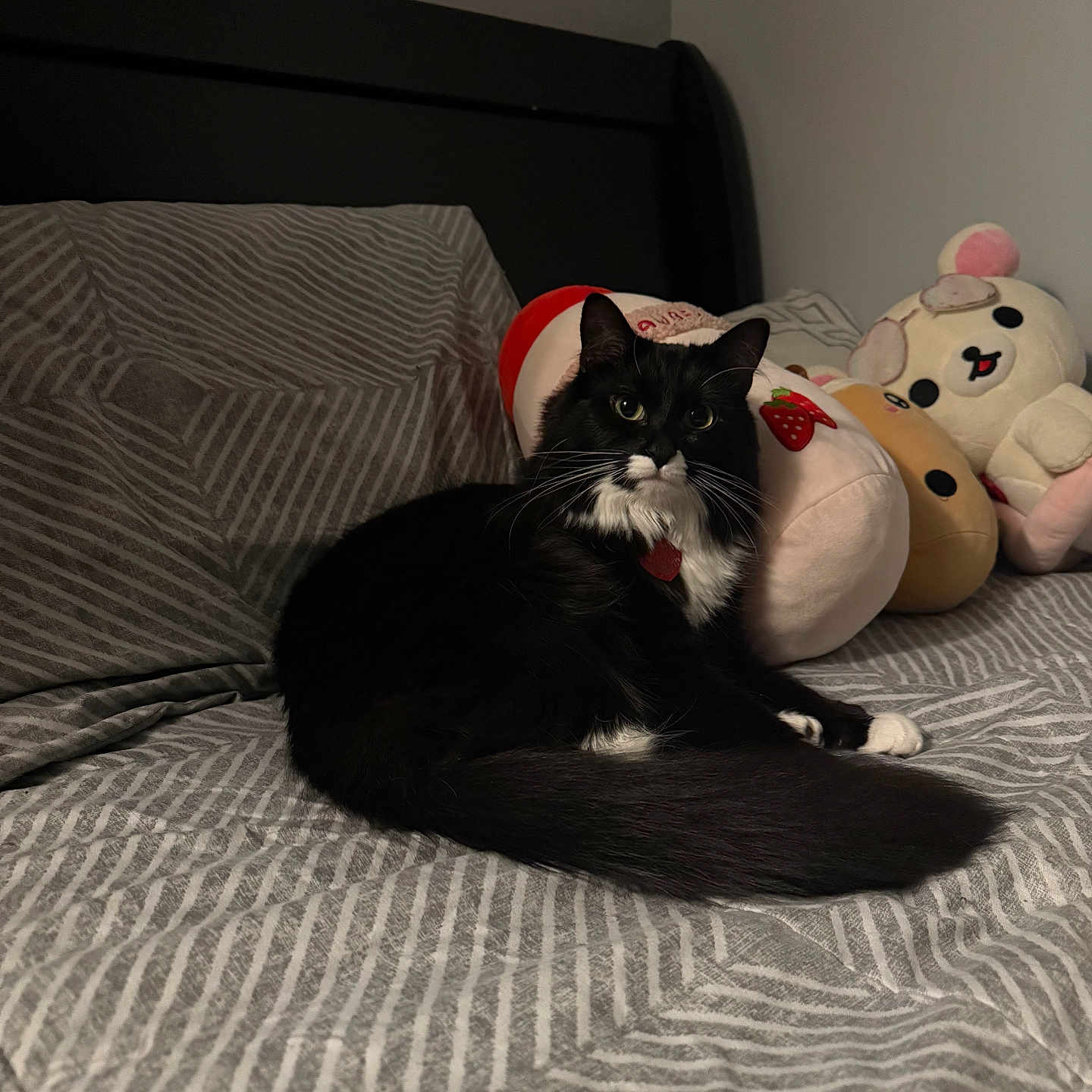 Oreo
