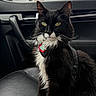 Oreo is registered to the contest to win money with this photo: alert, animal, black_and_white, car_interior, car_seat, cat, close_up, collar, cute, domestic_cat, feline, fur, green_eyes, indoor, leather_seat, pet, portrait, sitting, tag, whiskers