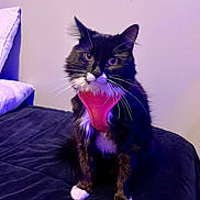 Oreo is registered to the contest to win money with this photo: animal, bed, black_and_white, cat, closeup, cozy, cute, domestic, feline, fluffy, fur, harness, indoor, pet, pillow, portrait, purple_lighting, relaxed, sitting, whiskers