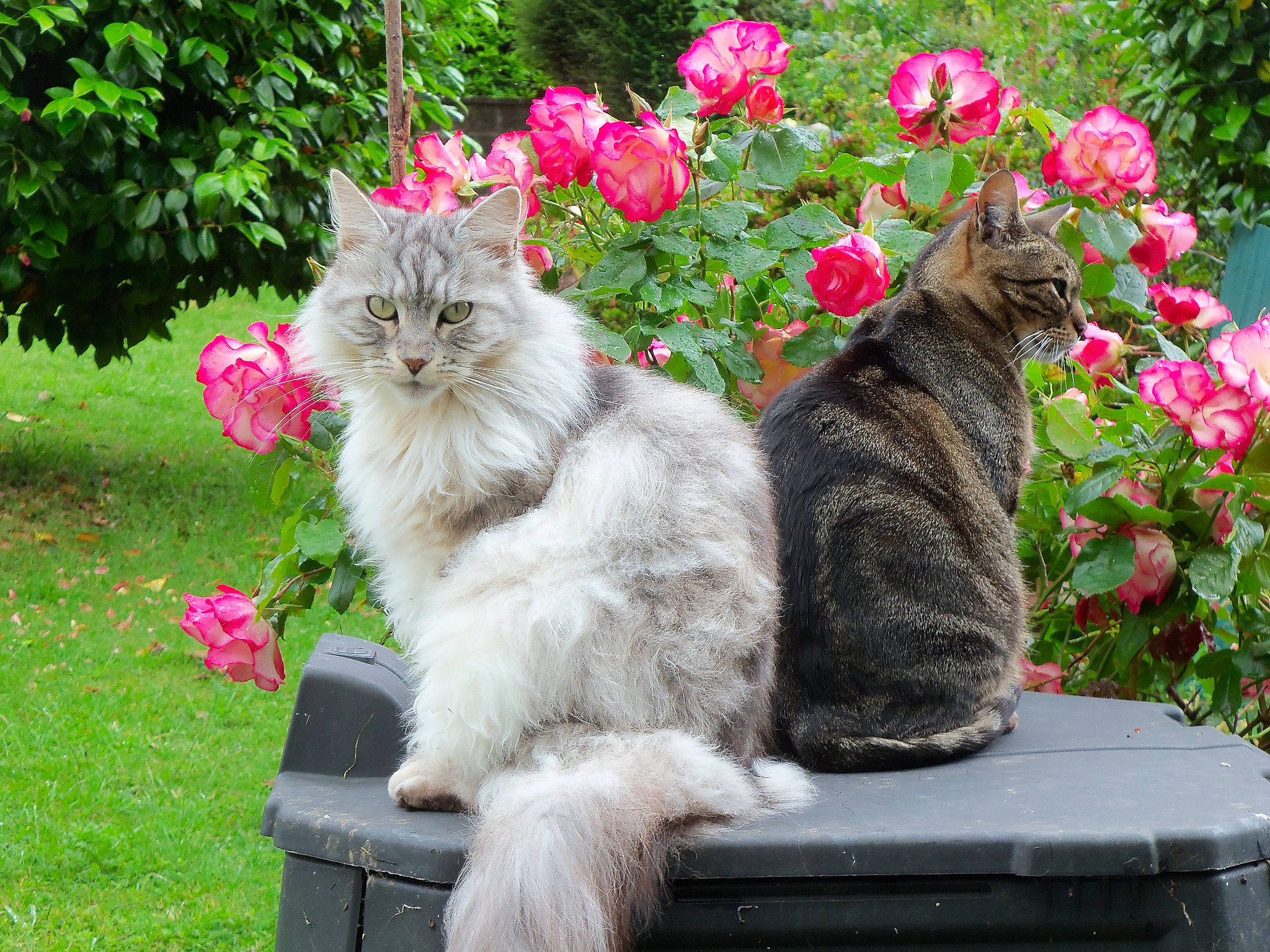 Daphnée a rejoint le concours — aidez-le/la à gagner de superbes lots ! asian_semi_longhair, british_semi_longhair, carnivore, cat, domestic_long_haired_cat, european_shorthair, felidae, flower, grass, maine_coon, mammal, norwegian_forest_cat, plant, ragamuffin, shrub, siberian, small_to_medium_sized_cats, spring, vertebrate, whiskers