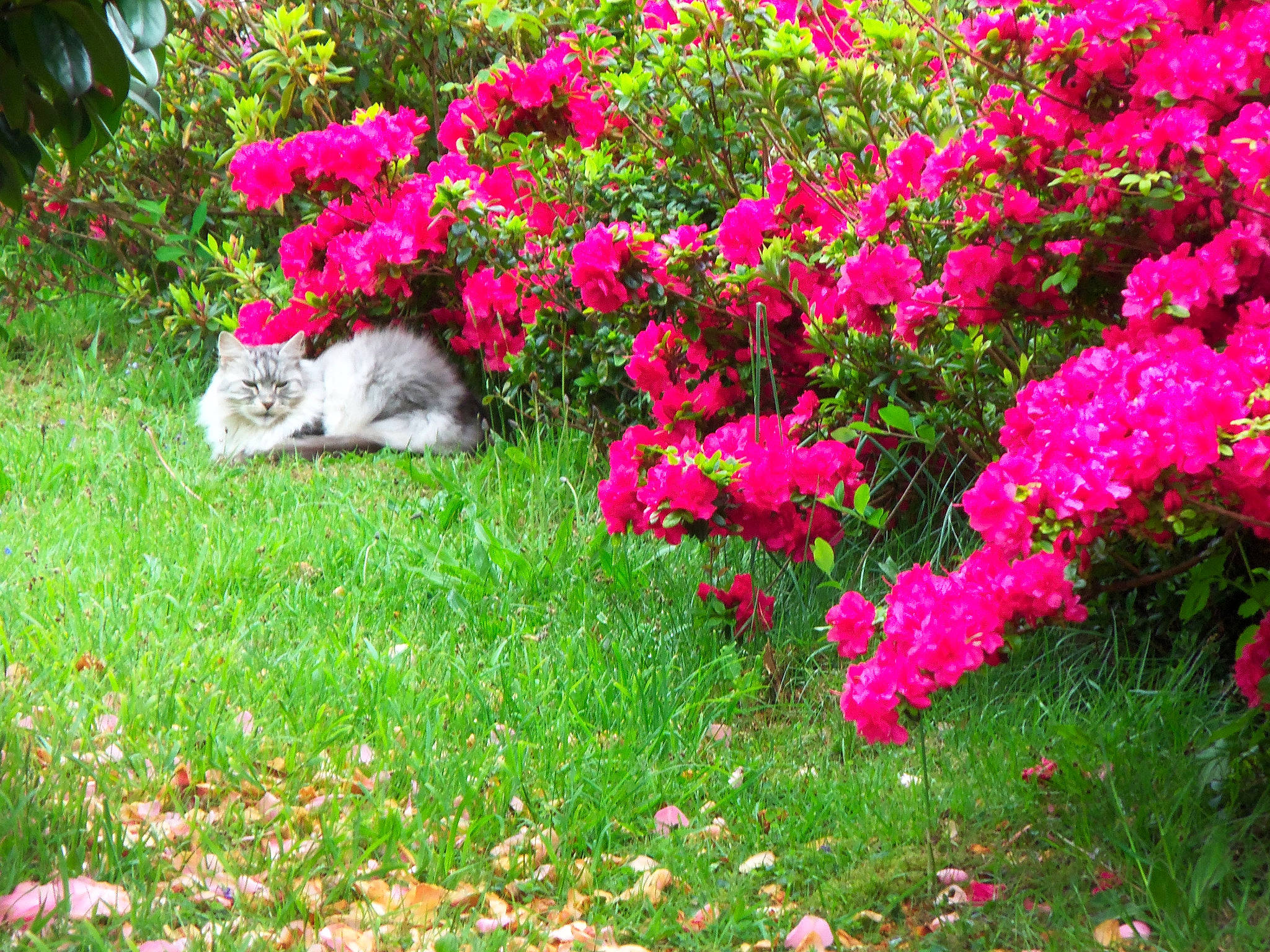 Daphnée participe au concours pour gagner de l'argent avec cette photo : annual_plant, azalea, botany, flower, flowering_plant, garden, grass, grass_family, groundcover, landscape, landscaping, lawn, petal, pink, plant, rhododendron, shrub, spring, tree, woody_plant