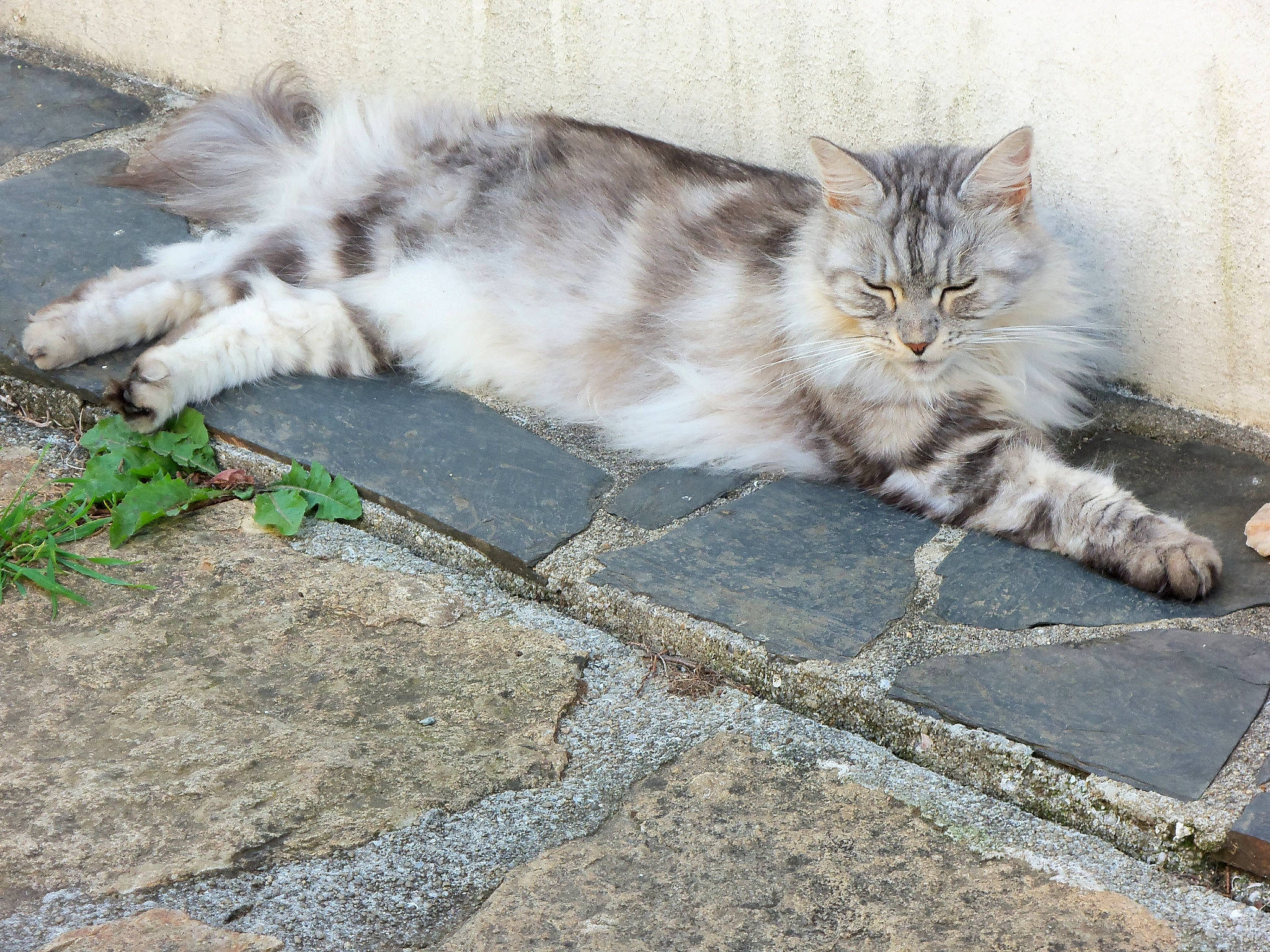 Daphnée participe au concours pour gagner de l'argent avec cette photo : aegean_cat, british_semi_longhair, carnivore, cat, domestic_long_haired_cat, domestic_short_haired_cat, european_shorthair, eye, felidae, grass, kitten, maine_coon, mammal, norwegian_forest_cat, siberian, sky, small_to_medium_sized_cats, tabby_cat, whiskers, wild_cat