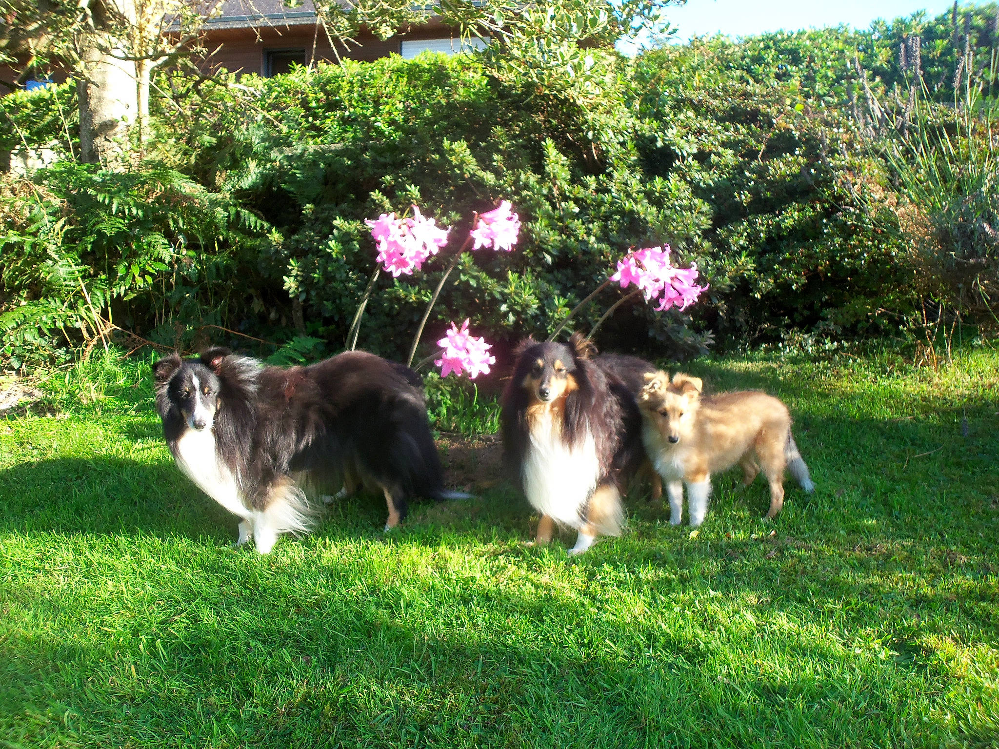 Mes Shetland a rejoint le concours — aidez-le/la à gagner de superbes lots ! canidae, carnivore, collie, companion_dog, dog, dog_breed, flower, grass, herding_dog, lawn, mammal, plant, rough_collie, scotch_collie, shetland_sheepdog, sporting_group, vertebrate