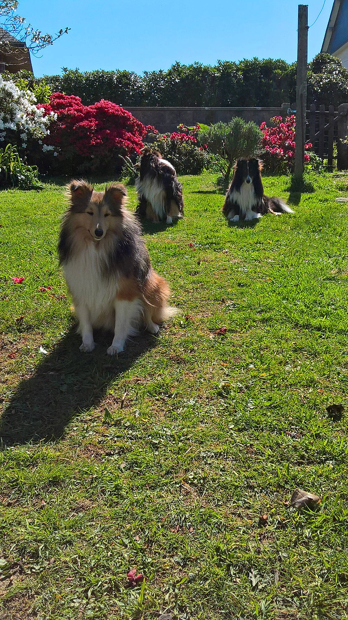 Mes Shetland participe au concours pour gagner de l'argent avec cette photo : canidae, carnivore, companion_dog, dog, dog_breed, fawn, german_spitz, german_spitz_klein, german_spitz_mittel, grass, lawn, mammal, plant, pomeranian, rough_collie, shetland_sheepdog, spitz, vertebrate