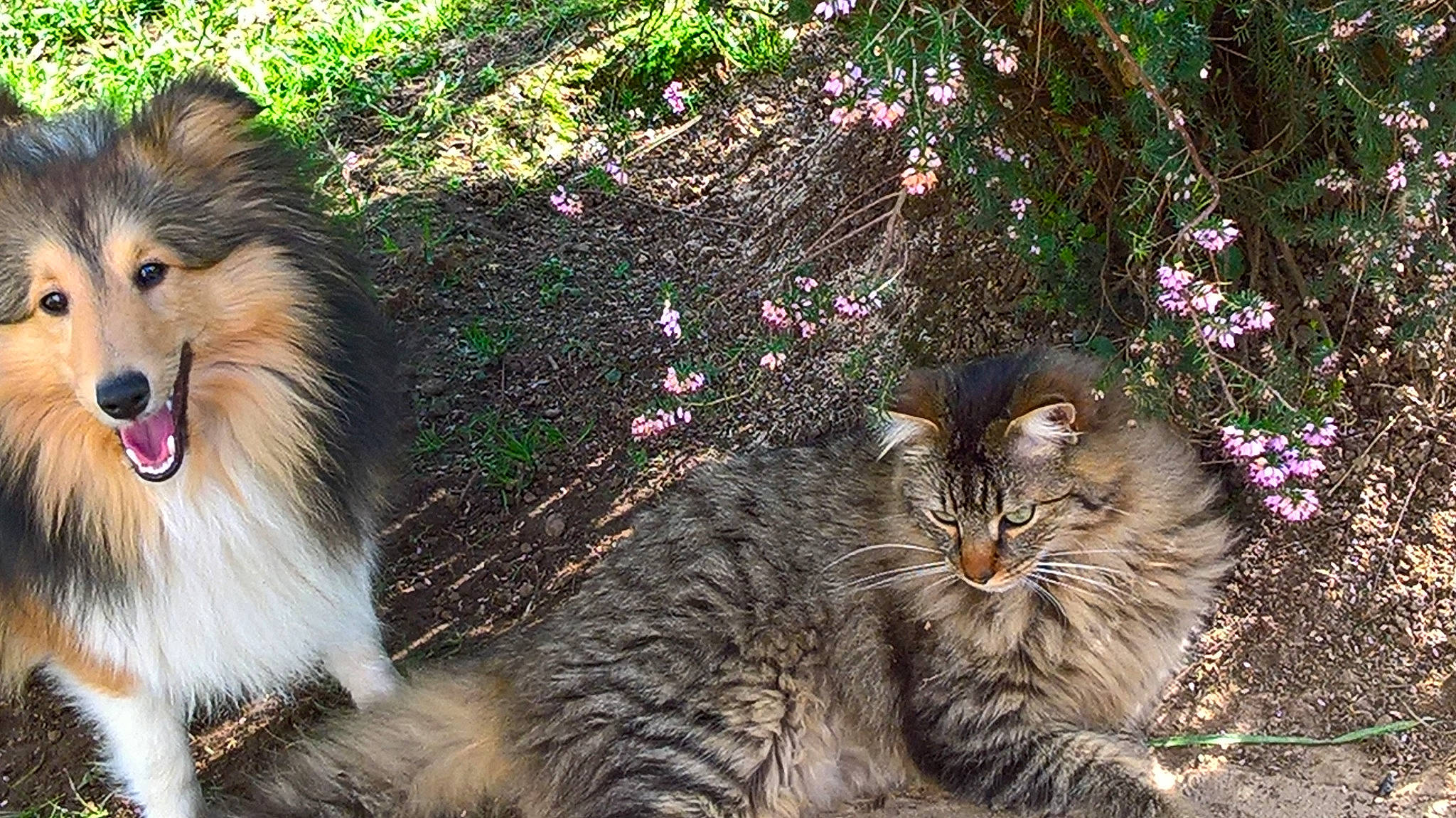 Mes Shetland participe au concours pour gagner de l'argent avec cette photo : canidae, carnivore, cat, collie, dog_breed, domestic_long_haired_cat, facial_expression, felidae, grass, maine_coon, mammal, norwegian_forest_cat, plant, rough_collie, shetland_sheepdog, siberian, small_to_medium_sized_cats, vertebrate, whiskers, wild_cat