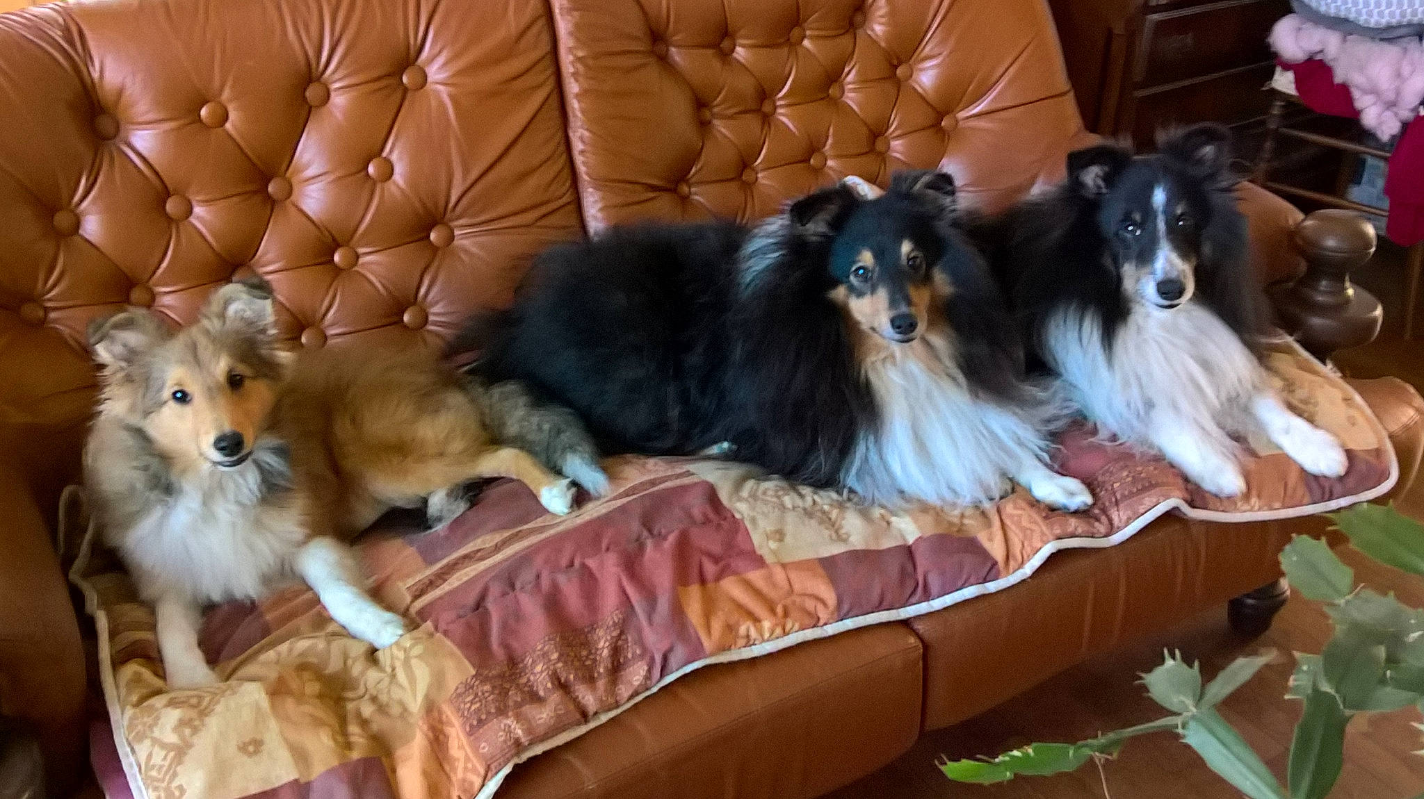 Mes Shetland participe au concours pour gagner de l'argent avec cette photo : canidae, carnivore, collie, companion_dog, dog, dog_breed, herding_dog, mammal, rare_breed_dog, rough_collie, scotch_collie, shetland_sheepdog, smooth_collie, sporting_group, vertebrate