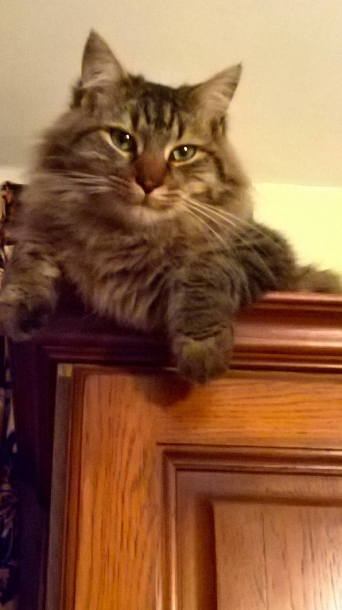 O'Malley a rejoint le concours — aidez-le/la à gagner de superbes lots ! asian, asian_semi_longhair, british_longhair, british_semi_longhair, carnivore, cat, domestic_long_haired_cat, domestic_short_haired_cat, european_shorthair, felidae, kitten, maine_coon, mammal, norwegian_forest_cat, pixie_bob, siberian, small_to_medium_sized_cats, tabby_cat, vertebrate, whiskers