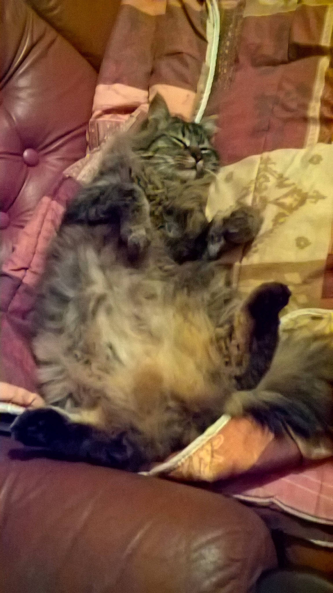 O'Malley a rejoint le concours — aidez-le/la à gagner de superbes lots ! canidae, carnivore, cat, european_shorthair, felidae, fur, kitten, maine_coon, nap, norwegian_forest_cat, pixie_bob, sleep, small_to_medium_sized_cats, tabby_cat, whiskers