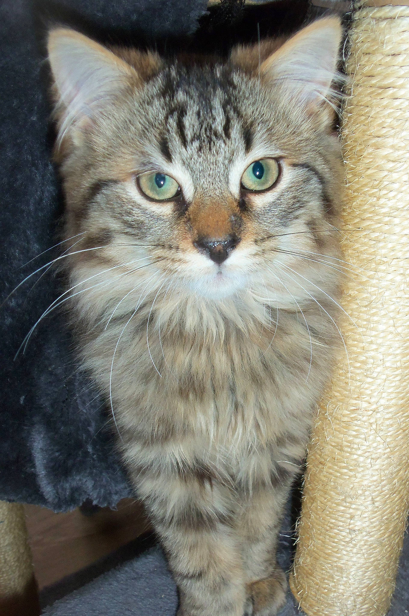 O'Malley participe au concours pour gagner de l'argent avec cette photo : aegean_cat, asian, asian_semi_longhair, british_semi_longhair, carnivore, cat, domestic_long_haired_cat, domestic_short_haired_cat, european_shorthair, felidae, kitten, maine_coon, mammal, norwegian_forest_cat, pixie_bob, siberian, small_to_medium_sized_cats, tabby_cat, vertebrate, whiskers