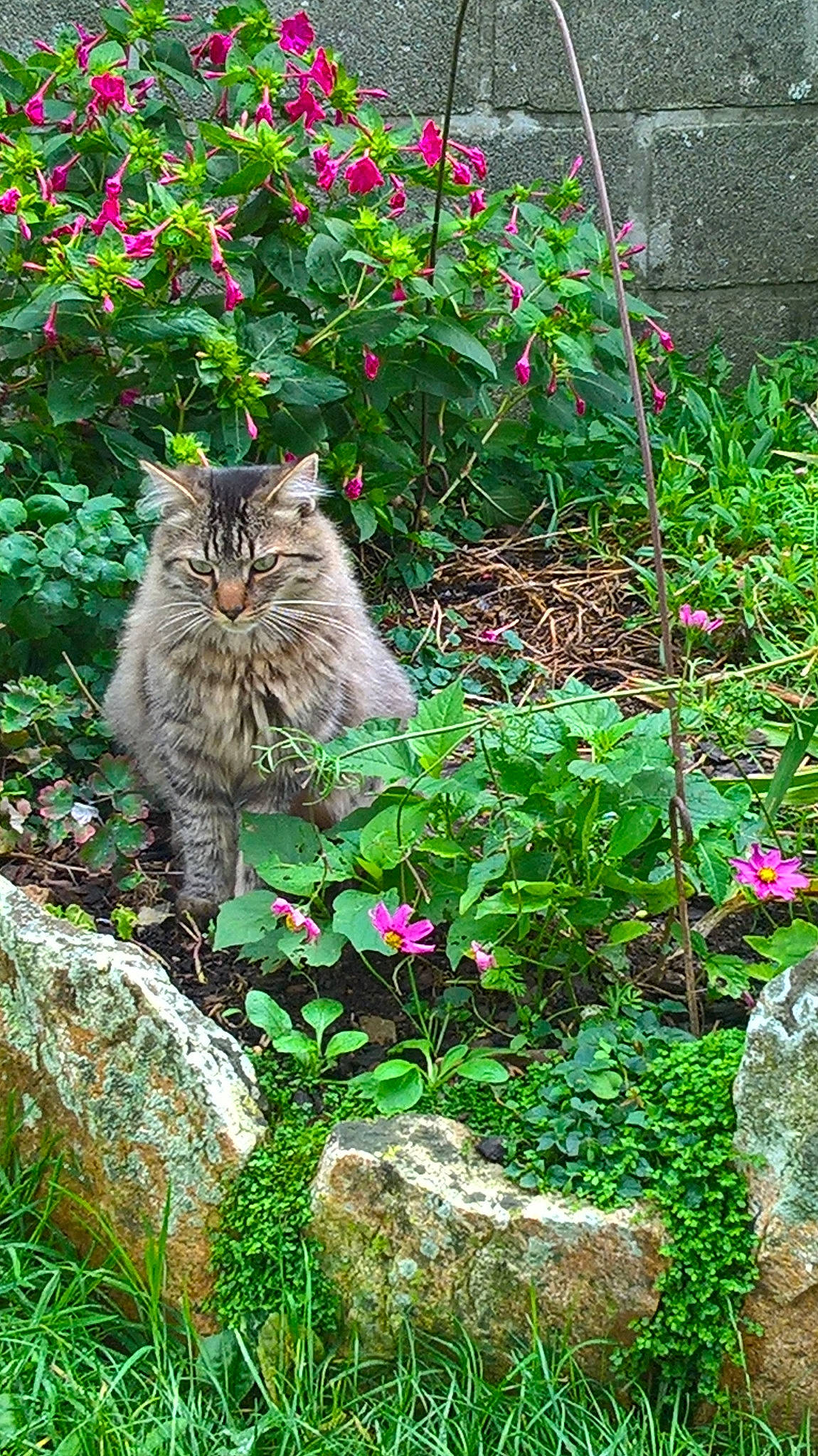 O'Malley participe au concours pour gagner de l'argent avec cette photo : british_semi_longhair, carnivore, cat, domestic_short_haired_cat, european_shorthair, fawn, felidae, flower, garden, grass, groundcover, herbaceous_plant, maine_coon, norwegian_forest_cat, plant, shrub, small_to_medium_sized_cats, tabby_cat, whiskers, wild_cat