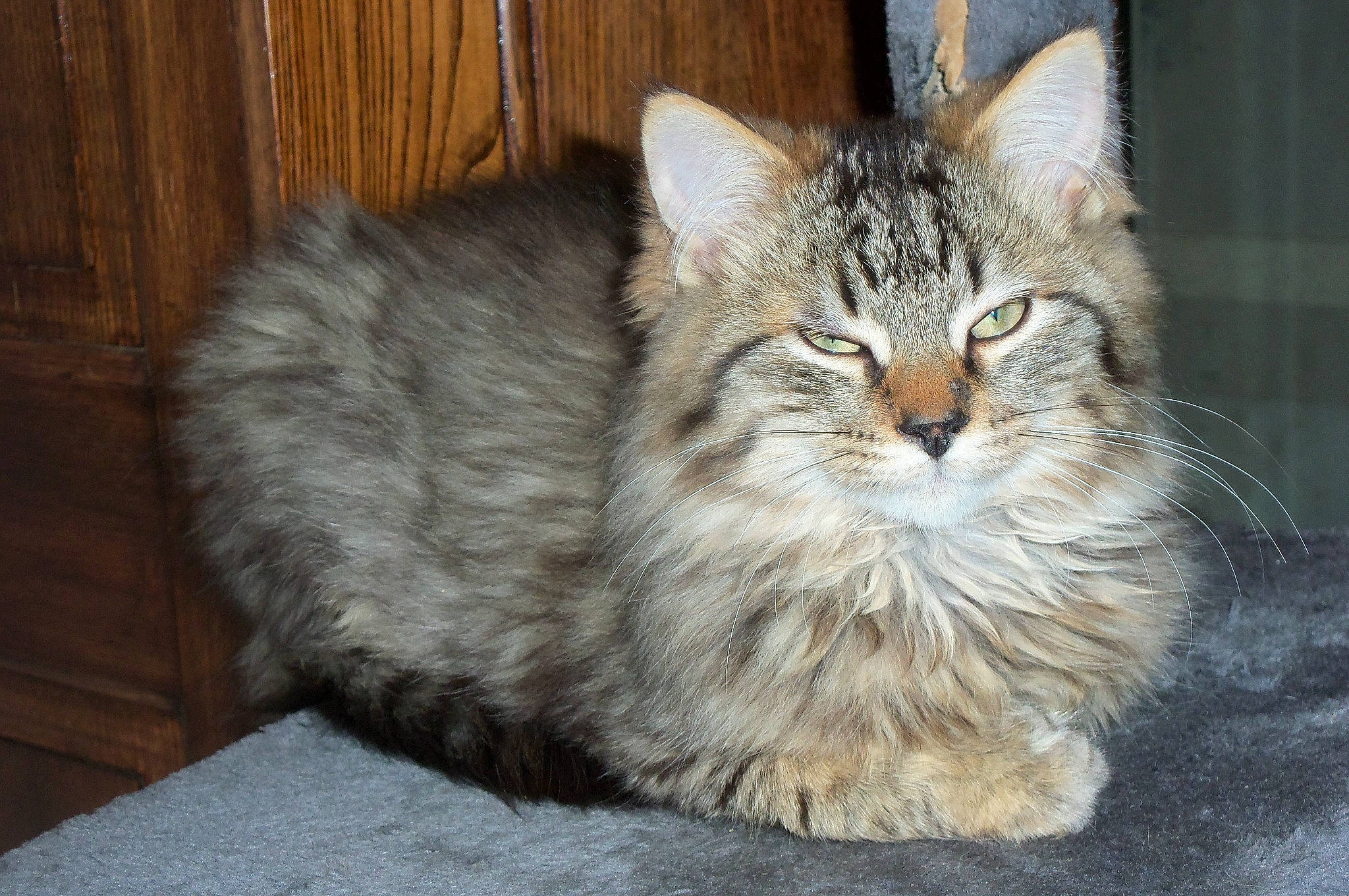 O'Malley participe au concours pour gagner de l'argent avec cette photo : asian_semi_longhair, british_semi_longhair, carnivore, cat, cymric, domestic_long_haired_cat, domestic_short_haired_cat, dragon_li, european_shorthair, felidae, maine_coon, mammal, norwegian_forest_cat, ragamuffin, siberian, small_to_medium_sized_cats, tabby_cat, vertebrate, whiskers, wild_cat