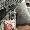 animal, close_up, companion, couch, cute, dog, expression, french_bulldog, funny_face, furniture, hand, human, indoor, legs, marbled_coat, pet, pillow, relaxing, ring, striped_pillow