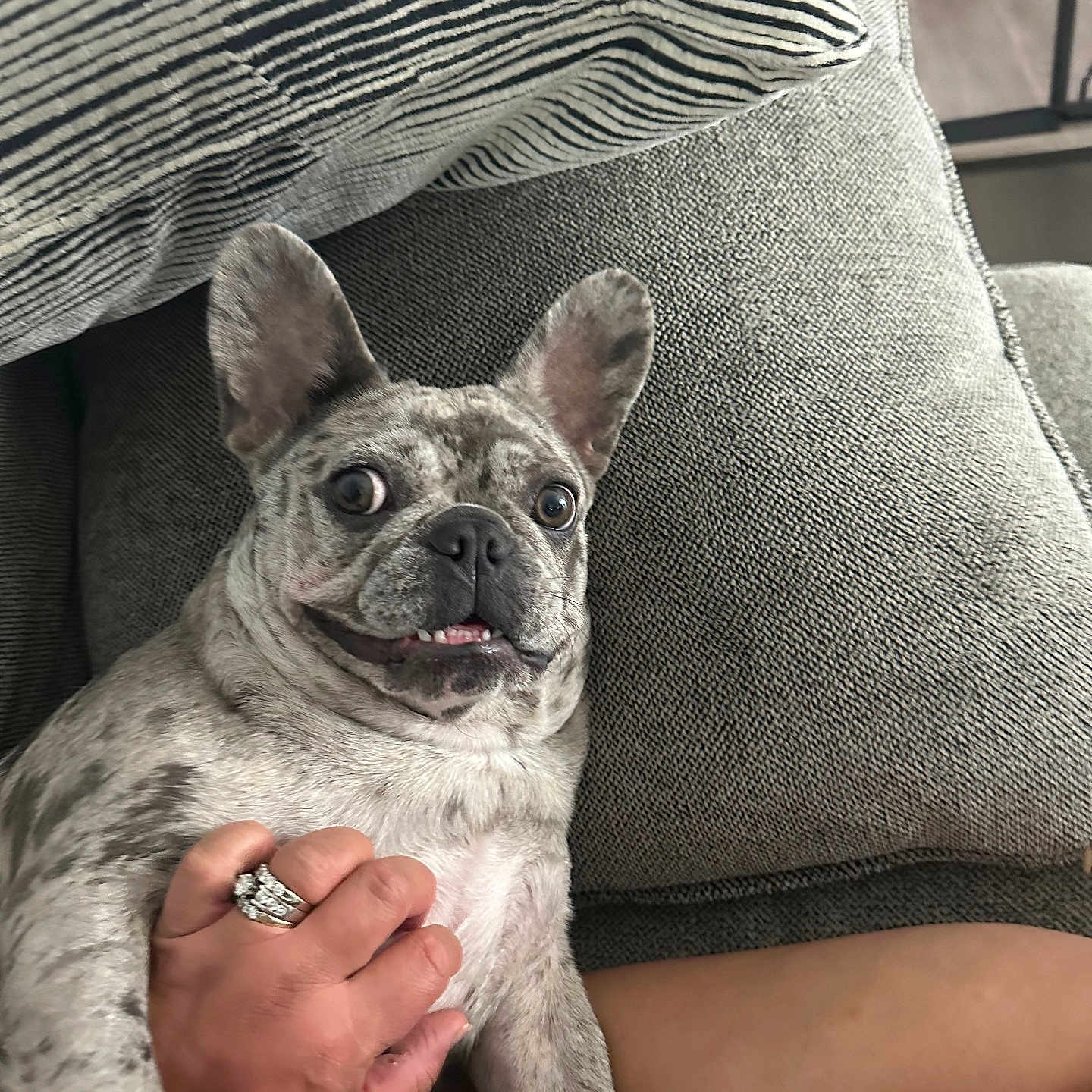 Lulu joined the competition — help win amazing prizes! animal, close_up, companion, couch, cute, dog, expression, french_bulldog, funny_face, furniture, hand, human, indoor, legs, marbled_coat, pet, pillow, relaxing, ring, striped_pillow