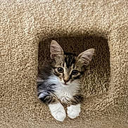 Journey is registered to the contest to win money with this photo: kitten, cat, pet, animal, feline, fur, whiskers, ears, paws, carpet, cat_tree, indoor, cute, curious, small, young, fluffy, resting, looking, cozy