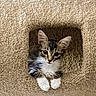 kitten, cat, pet, animal, feline, fur, whiskers, ears, paws, carpet, cat_tree, indoor, cute, curious, small, young, fluffy, resting, looking, cozy
