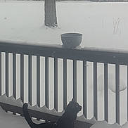 Bud joined the competition — help win amazing prizes! cat, black_cat, snow, backyard, deck, porch, railing, bowl, tree, forest, winter, harness, leash, paw_prints, snowfall, cold, outdoor, pet, vertical_composition, footprints