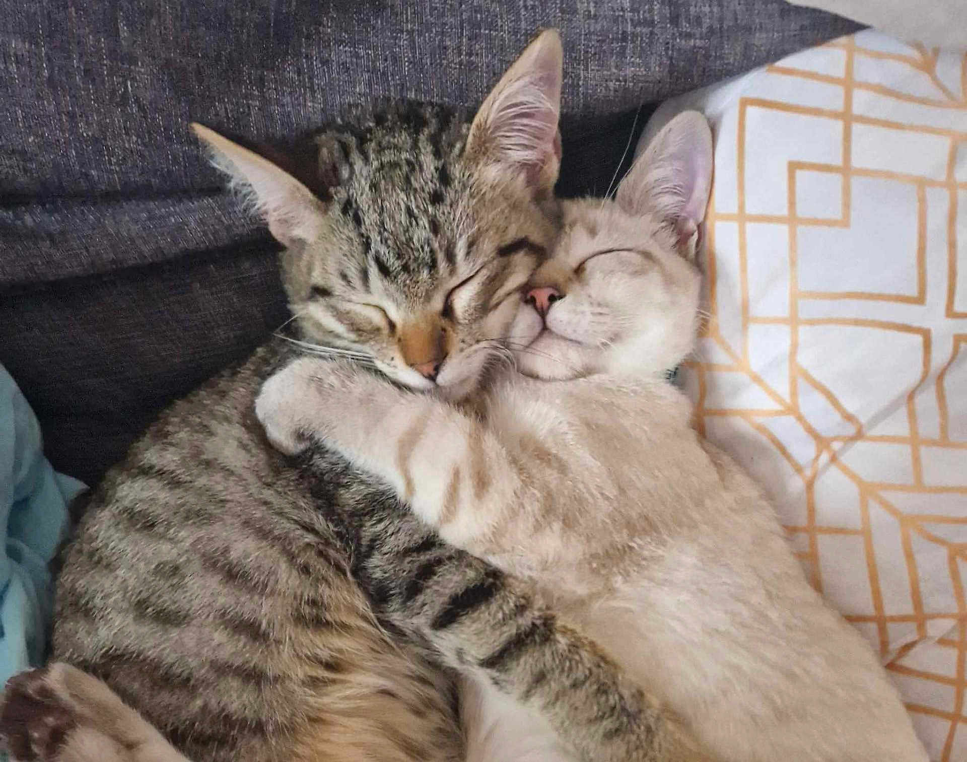 Harry Et Tony participe au concours pour gagner de l'argent avec cette photo : cat, cats, snuggling, sleeping, cuddle, fur, pet, animal, tabby, striped, white_cat, ears, nose, whiskers, cozy, comfort, pillow, couch, domestic_cat, relaxed