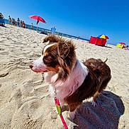 Hermione a rejoint le concours — aidez-le/la à gagner de superbes lots ! dog, beach, sand, leash, umbrella, ocean, sky, sunny, outdoor, pet, canine, summer, vacation, animal, shore, holiday, walking, daytime, nature, recreation