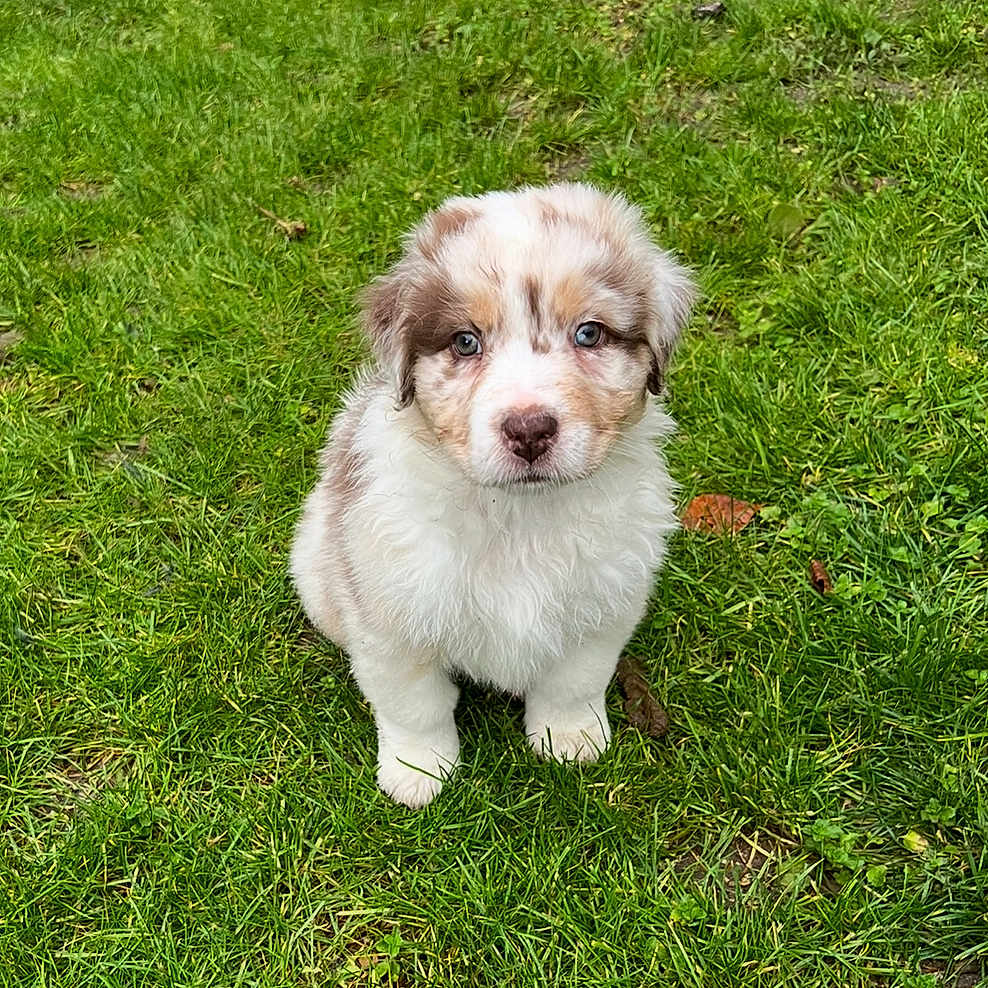 Luna a rejoint le concours — aidez-le/la à gagner de superbes lots ! adorable, animal, canine, companion, cute, dog, eyes, fluffy, fur, grass, greenery, mammal, nature, outdoor, pet, portrait, puppy, sitting, small, young