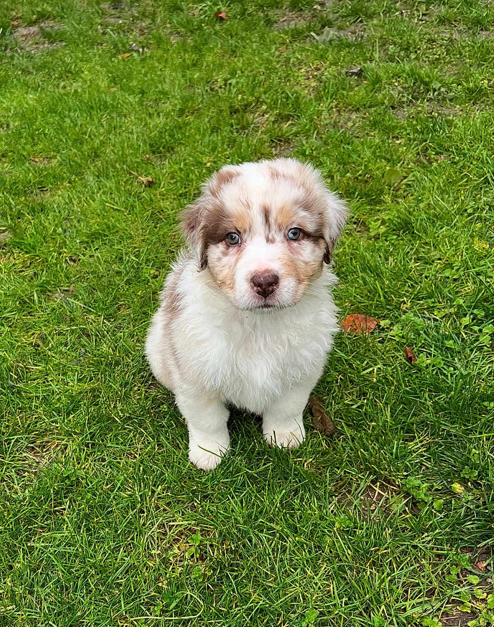Luna a rejoint le concours — aidez-le/la à gagner de superbes lots ! puppy, dog, grass, outdoor, cute, animal, pet, fluffy, young, sitting, nature, adorable, eyes, fur, mammal, small, portrait, greenery, canine, companion
