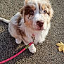 puppy, dog, leash, collar, pavement, outdoor, pet, animal, cute, fluffy, young, brown, white, autumn, leaf, closeup, sitting, looking_up, adorable, daylight
