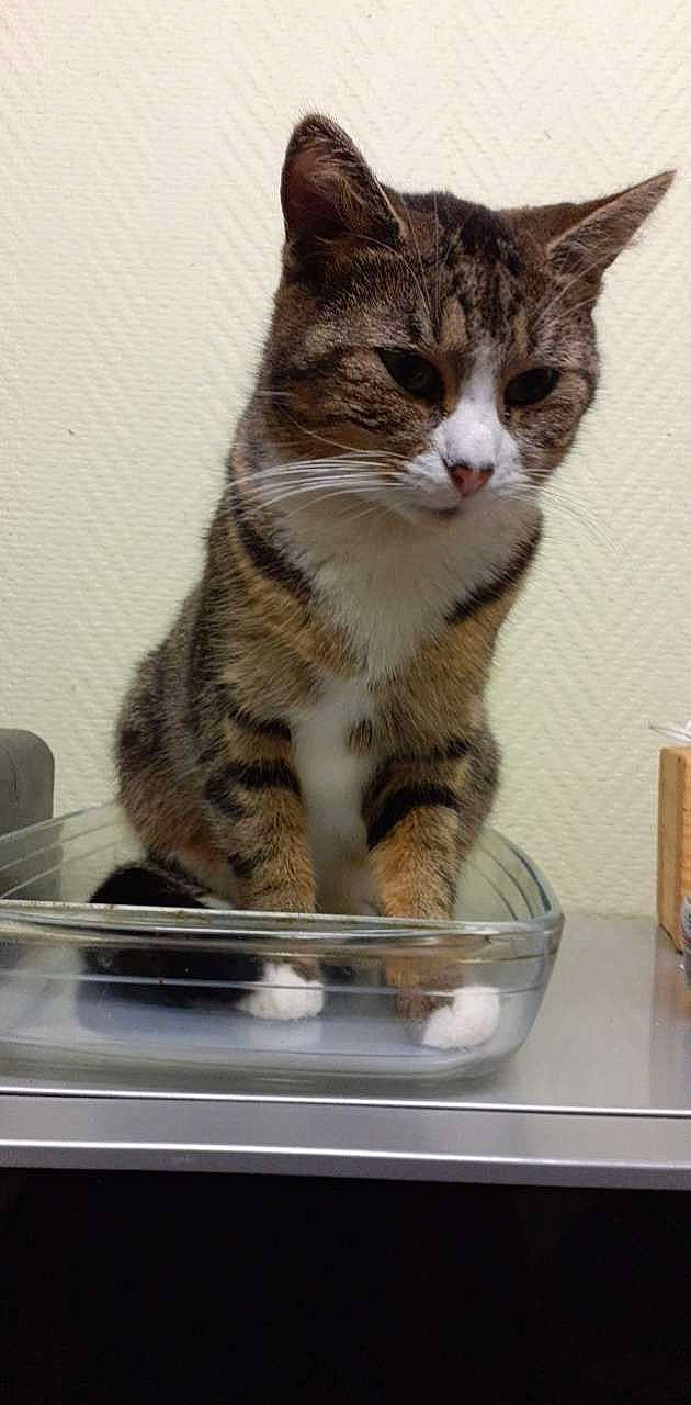 Mich Much participe au concours pour gagner de l'argent avec cette photo : animal_shelter, box, cardboard, carnivore, cat, cat_supply, domestic_short_haired_cat, felidae, fur, paw, small_to_medium_sized_cats, snout, tail, whiskers