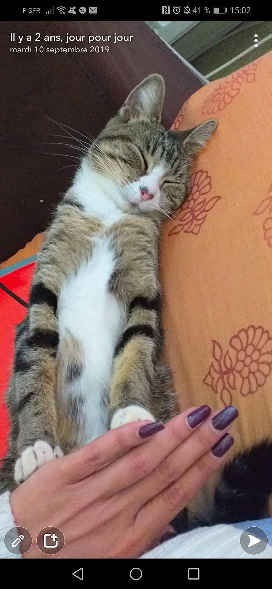 Mich Much participe au concours pour gagner de l'argent avec cette photo : carnivore, cat, close_up, comfort, domestic_short_haired_cat, ear, eye, felidae, finger, foot, fur, gesture, insect, nail, pollinator, skin, small_to_medium_sized_cats, tail, thumb, whiskers