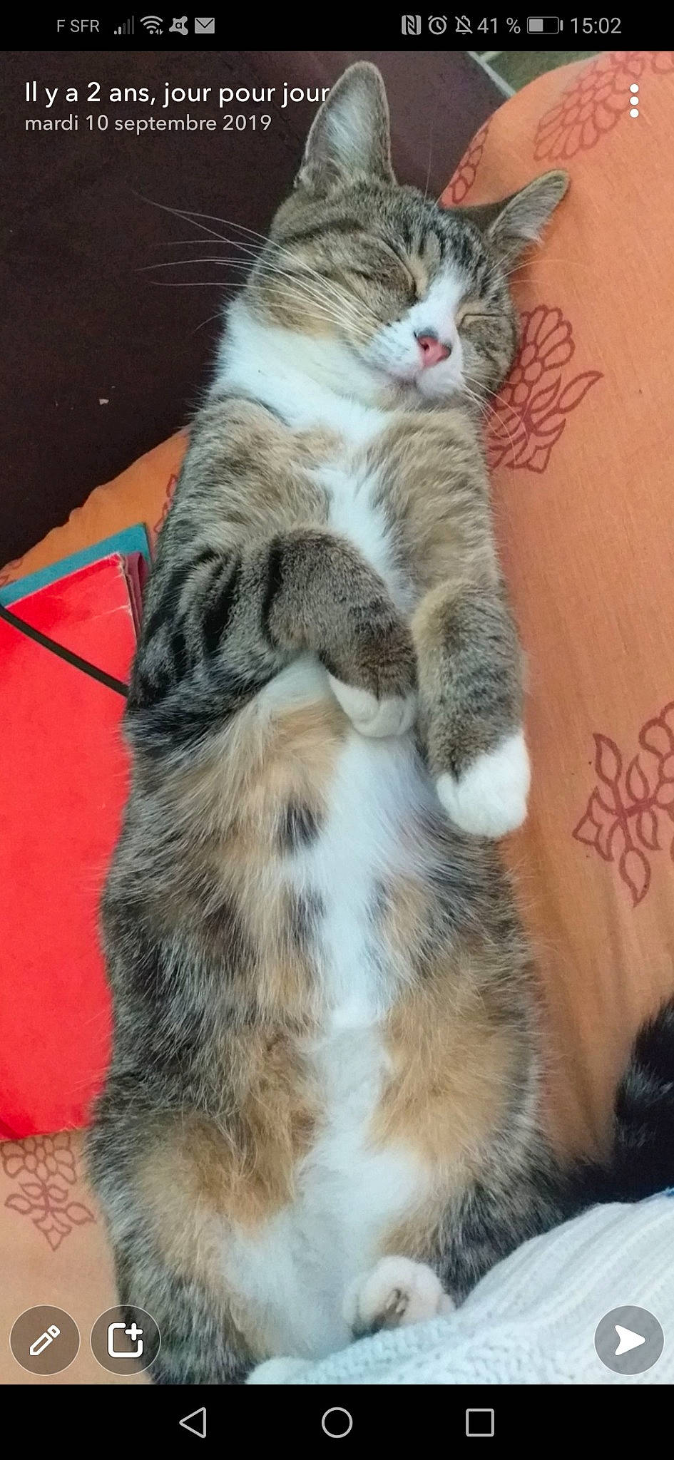 Mich Much participe au concours pour gagner de l'argent avec cette photo : carnivore, cat, claw, comfort, domestic_short_haired_cat, fawn, felidae, flooring, foot, fur, paw, sitting, small_to_medium_sized_cats, snout, tail, terrestrial_animal, whiskers