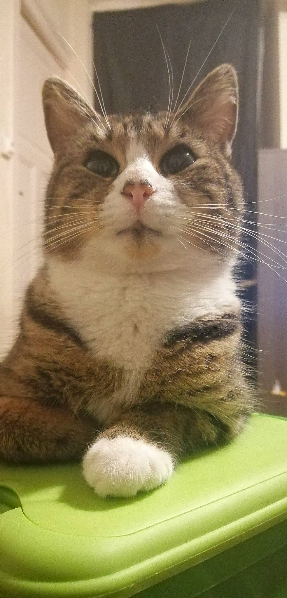 Mich Much a rejoint le concours — aidez-le/la à gagner de superbes lots ! carnivore, cat, claw, domestic_short_haired_cat, door, felidae, foot, fur, paw, sitting, small_to_medium_sized_cats, snout, tail, terrestrial_animal, whiskers, window