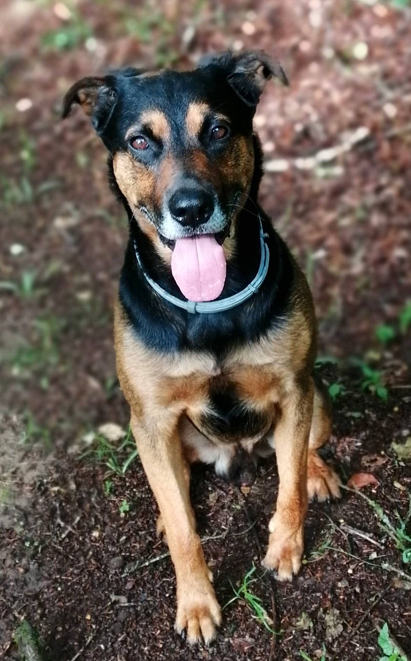 Loky a rejoint le concours — aidez-le/la à gagner de superbes lots ! canidae, carnivore, collar, companion_dog, dog, dog_breed, dog_supply, fawn, fur, grass, guard_dog, plant, snout, soil, sporting_group, whiskers, working_animal, working_dog