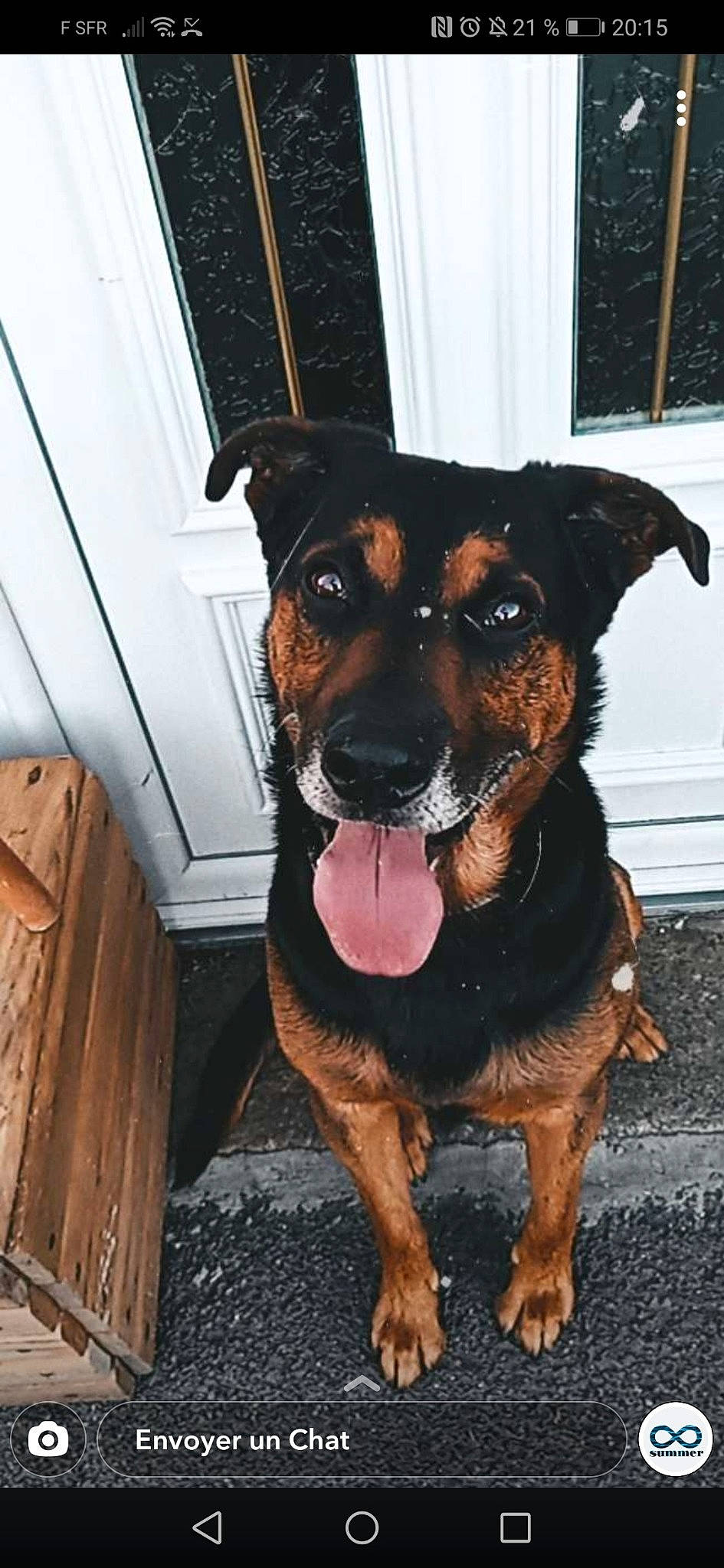 Loky a rejoint le concours — aidez-le/la à gagner de superbes lots ! canidae, carnivore, collar, companion_dog, dog, dog_breed, dog_supply, fawn, fur, guard_dog, paw, puppy, sporting_group, toy_dog, whiskers, window_blind, wood, working_animal, working_dog