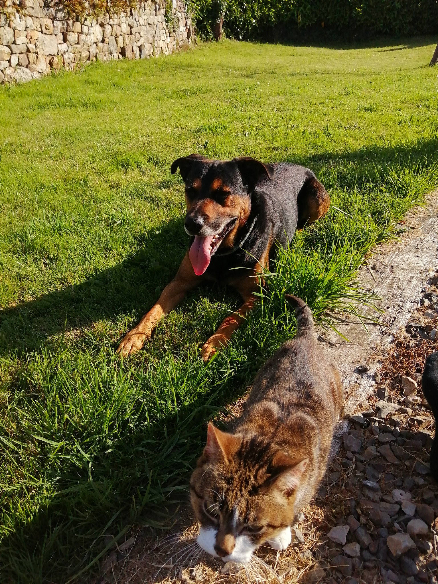 Loky participe au concours pour gagner de l'argent avec cette photo : canidae, carnivore, cat, companion_dog, dog, dog_breed, fawn, felidae, grass, grass_family, grassland, green, groundcover, landscape, plant, small_to_medium_sized_cats, sporting_group, tail, whiskers, working_animal