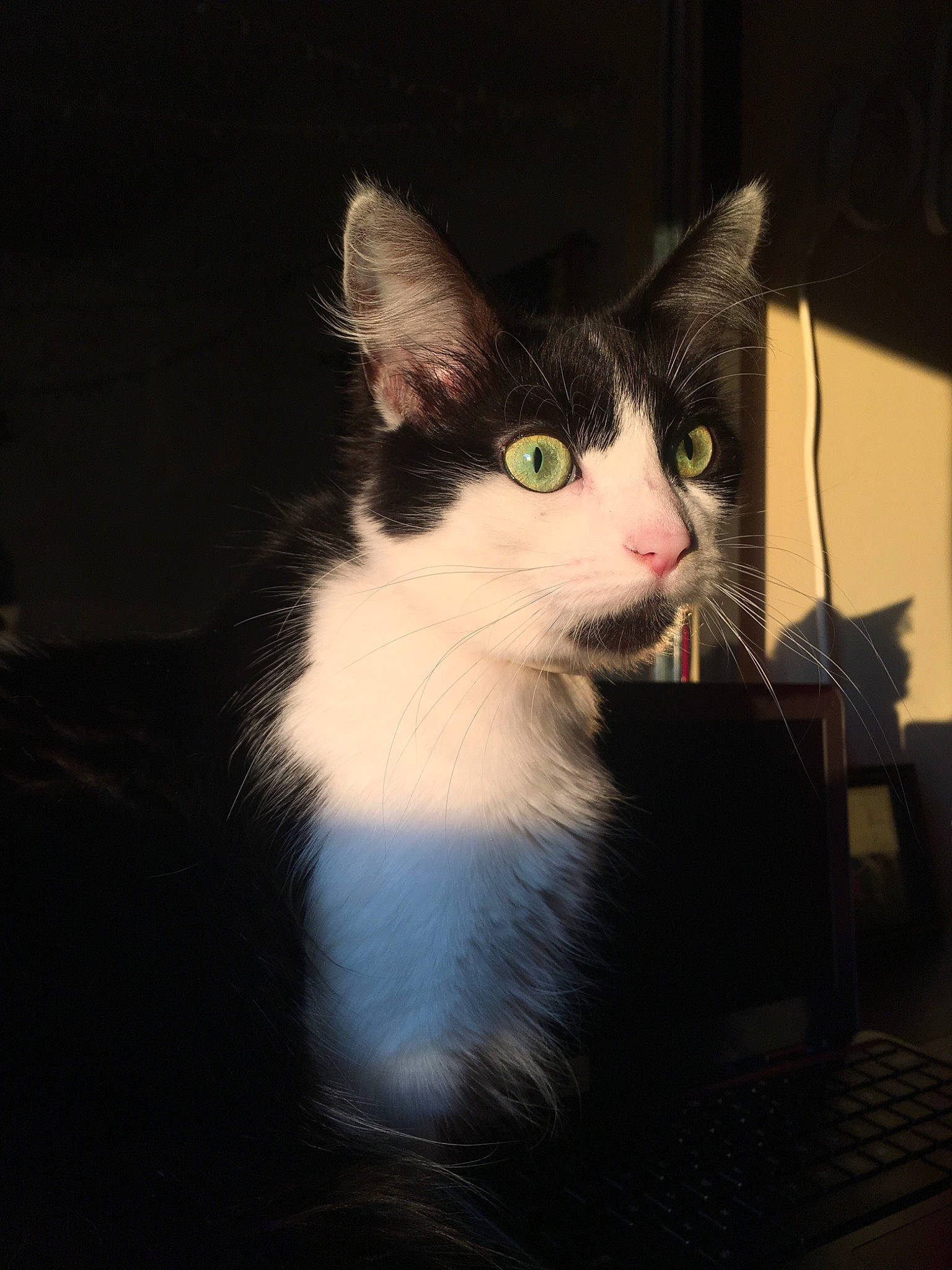 Gertie is registered to the contest to win money with this photo: black_and_white, carnivore, cat, domestic_short_haired_cat, ear, eye, felidae, fur, kitten, norwegian_forest_cat, small_to_medium_sized_cats, snout, turkish_angora, whiskers