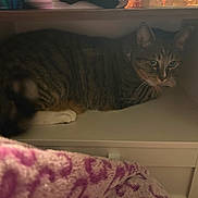 Timon is registered to the contest to win money with this photo: cat, tabby, shelf, indoor, pet, feline, cozy, resting, curious, fur, whiskers, animal, furniture, blanket, pink, hiding, quiet, cute, domestic, eyes