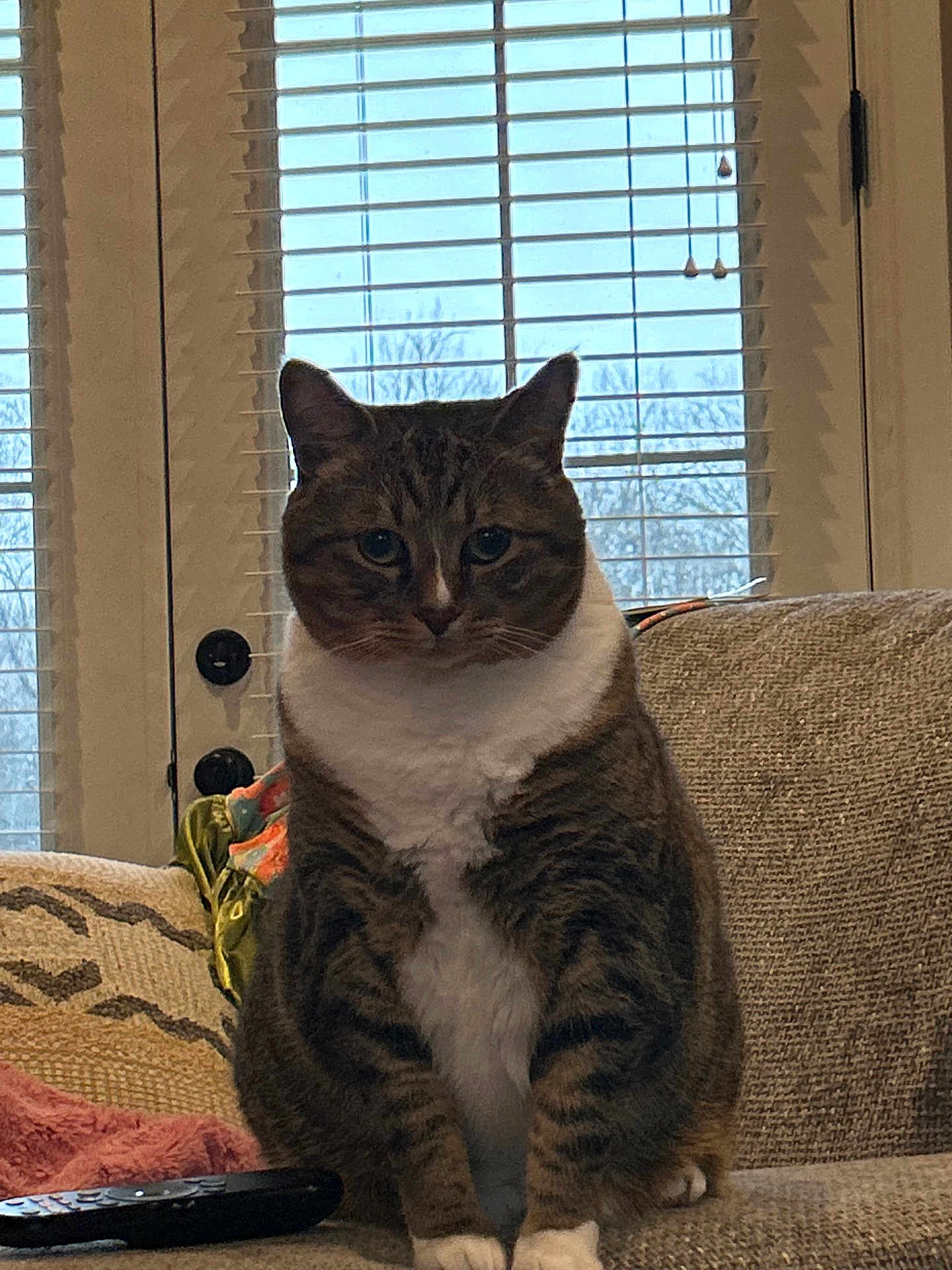 Timon joined the competition — help win amazing prizes! cat, tabby, white_chest, sitting, couch, remote_control, window, blinds, indoor, pet, feline, fur, domestic, animal, home, cozy, looking, front_view, relaxed, household