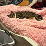 Timon is registered to the contest to win money with this photo: cat, tabby_cat, bed, blanket, pink_blanket, furniture, laundry_basket, clothing, indoor, resting, furry, striped, cozy, relaxed, household, soft_texture, sleepy, domestic_animal, pet, casual