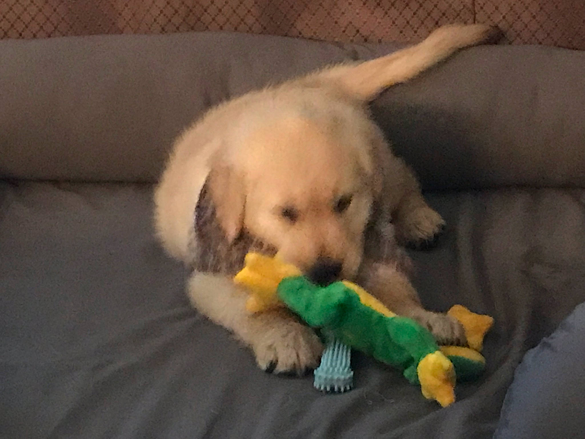 Flynn joined the competition — help win amazing prizes! canidae, carnivore, companion_dog, dog, dog_breed, golden_retriever, goldendoodle, kuvasz, labradoodle, mammal, maremma_sheepdog, paw, polish_tatra_sheepdog, puppy, retriever, slovak_cuvac, small_greek_domestic_dog, snout, sporting_group, vertebrate