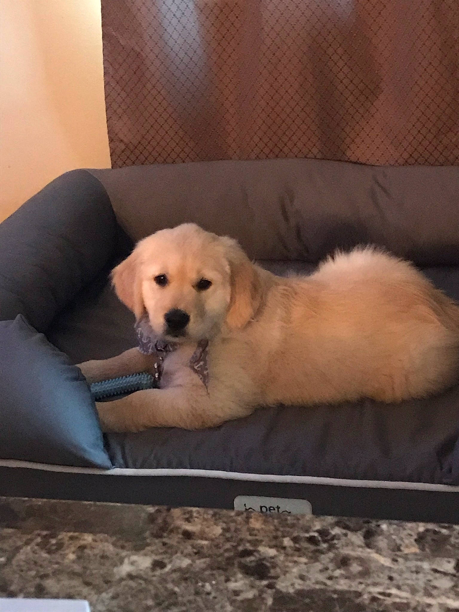 Flynn is registered to the contest to win money with this photo: akbash_dog, canidae, carnivore, companion_dog, dog, dog_breed, fawn, golden_retriever, labrador_retriever, livestock_guardian_dog, mammal, maremma_sheepdog, polish_tatra_sheepdog, puppy, retriever, small_greek_domestic_dog, snout, sporting_group, vertebrate