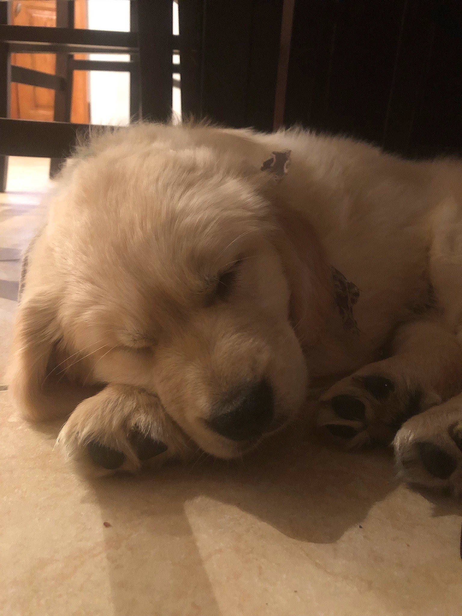 Flynn joined the competition — help win amazing prizes! canidae, carnivore, companion_dog, dog, dog_breed, fawn, golden_retriever, great_pyrenees, kuvasz, livestock_guardian_dog, mammal, maremma_sheepdog, nose, polish_tatra_sheepdog, puppy, retriever, slovak_cuvac, snout, sporting_group, vertebrate