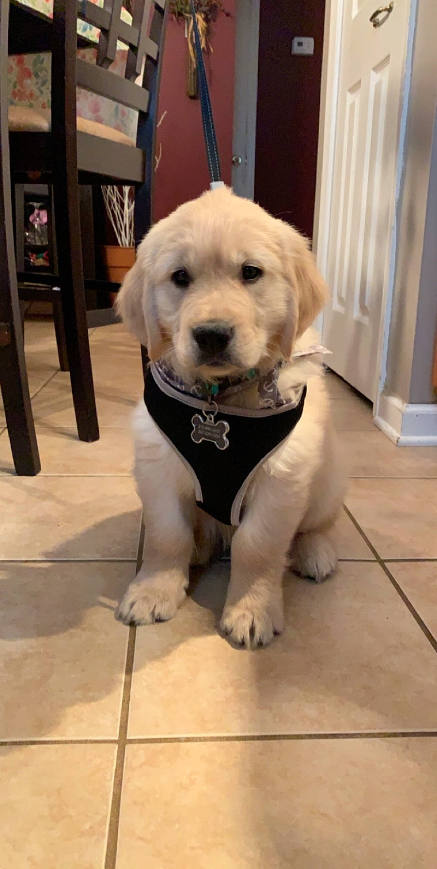 Flynn is registered to the contest to win money with this photo: akbash_dog, beagador, canidae, carnivore, companion_dog, dog, dog_breed, fawn, golden_retriever, labrador_retriever, mammal, puppy, retriever, snout, sporting_group, vertebrate