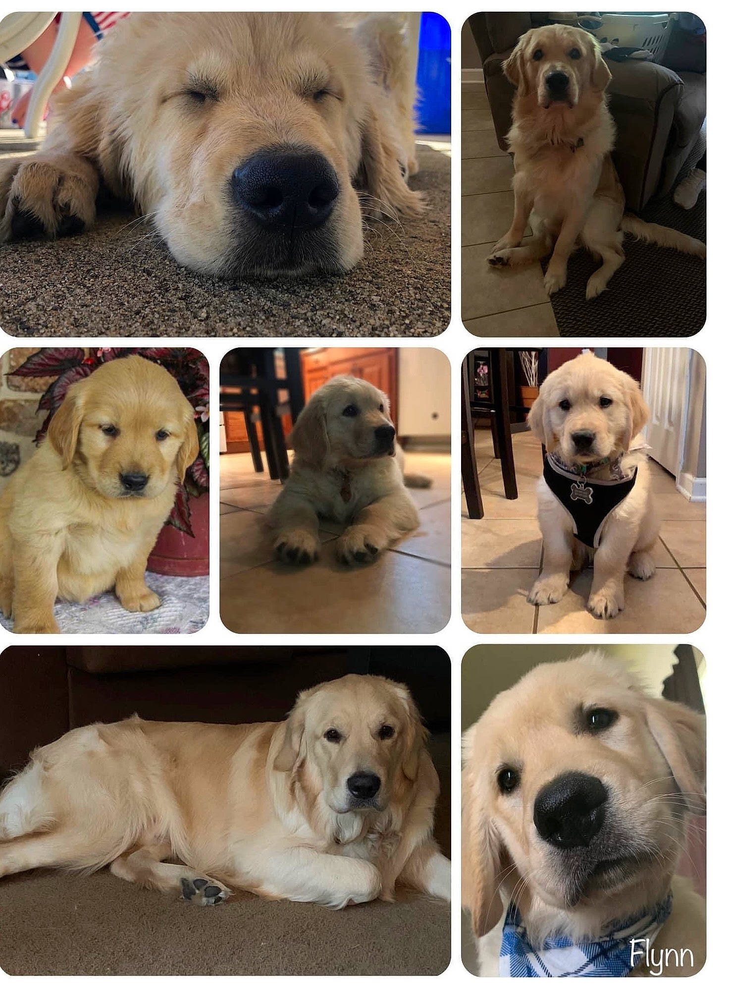 Flynn is registered to the contest to win money with this photo: akbash_dog, ancient_dog_breeds, canidae, carnivore, collage, companion_dog, dog, dog_breed, fawn, golden_retriever, labrador_retriever, mammal, puppy, puppy_love, rare_breed_dog, retriever, snout, sporting_group, vertebrate