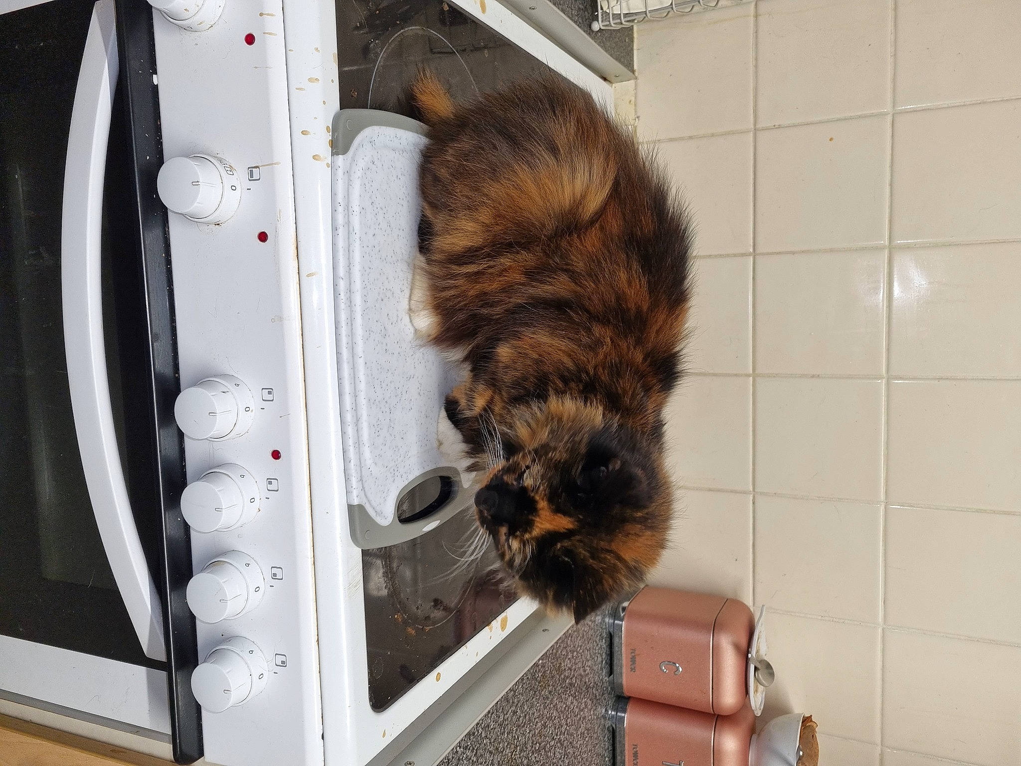 Candy is registered to the contest to win money with this photo: automotive_tire, bag, brown, carnivore, cat, dog_breed, domestic_short_haired_cat, felidae, fender, flooring, fur, gas, luggage_and_bags, machine, major_appliance, small_to_medium_sized_cats, sporting_group, tail, whiskers, wood