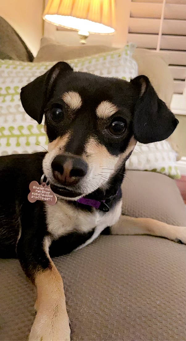 Luna is registered to the contest to win money with this photo: canidae, carnivore, collar, companion_dog, couch, dog, dog_breed, dog_collar, dog_supply, fawn, fur, leash, puppy, snout, sporting_group, terrier, toy_dog, whiskers, working_animal, working_dog