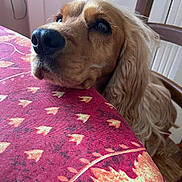 Pump a rejoint le concours — aidez-le/la à gagner de superbes lots ! animal, chair, close_up, companion, cozy, dog, domestic, face, fur, indoor, long_hair, looking_up, nose, pattern, pet, red, resting, tablecloth, wavy_fur, wooden_chair