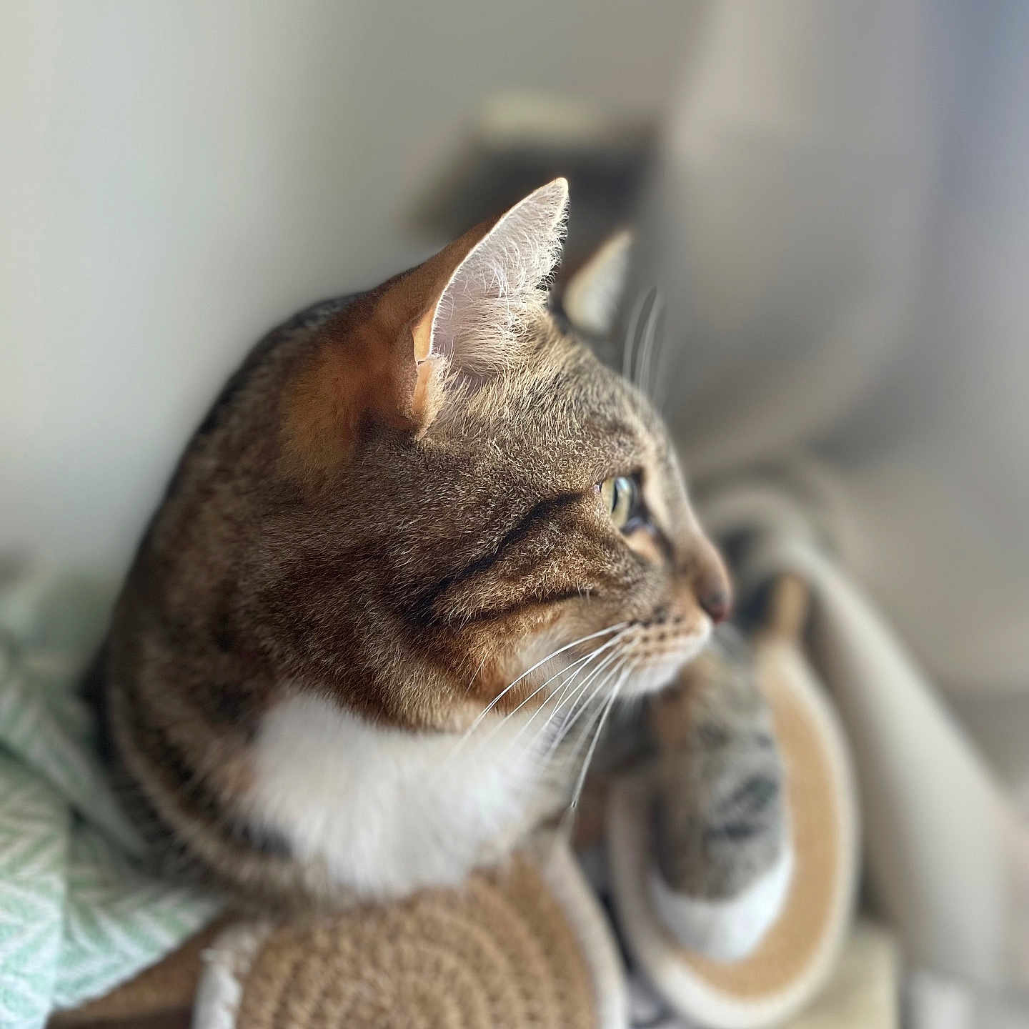 Smoothie participe au concours pour gagner de l'argent avec cette photo : abyssinian, animal, blanket, cat, couch, furniture, homedecor, kitten, linen, manx, pet, siamese, towel