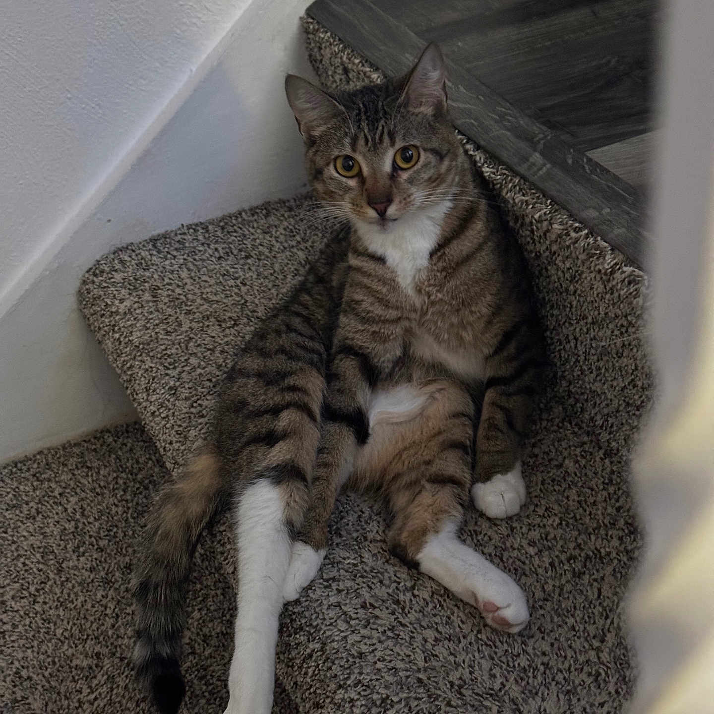 Nala joined the competition — help win amazing prizes! animal, carpet, cat, curious, cute, domestic, eyes, feline, fur, home, indoor, paws, pet, relaxed, resting, sitting, stairs, tabby, tail, whiskers