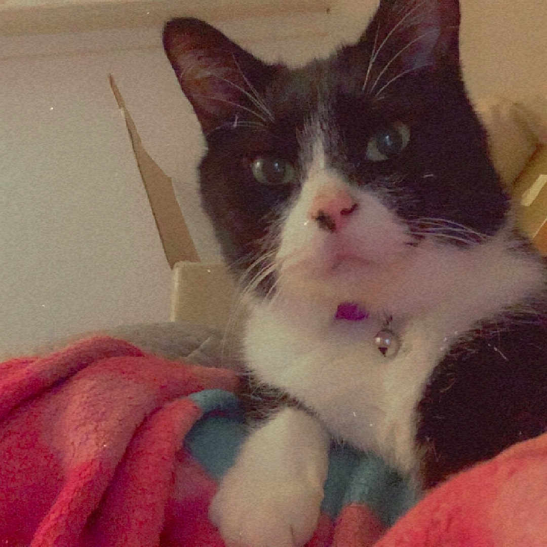 Fox Kitty is registered to the contest to win money with this photo: abyssinian, accessories, animal, bed, bedroom, blanket, cat, couch, cushion, furniture, homedecor, indoors, kitten, manx, person, pet, quilt, room, siamese, sleeping