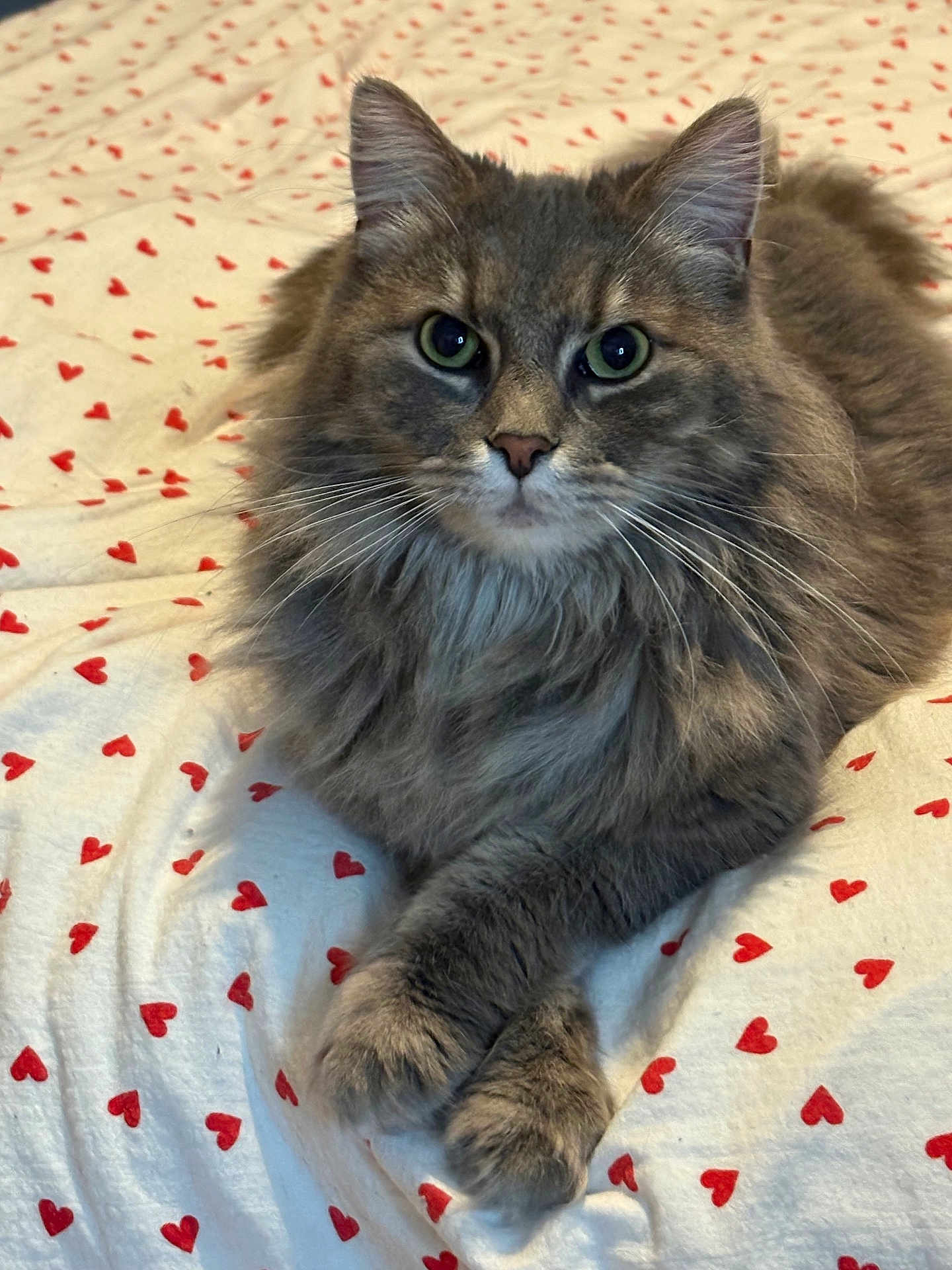 Stephen a rejoint le concours — aidez-le/la à gagner de superbes lots ! cat, gray_cat, fluffy_fur, pet, animal, whiskers, ears, paws, bed, blanket, red_hearts, cute, relaxed, indoor, close_up, feline, domestic_cat, soft_texture, lying_down, portrait